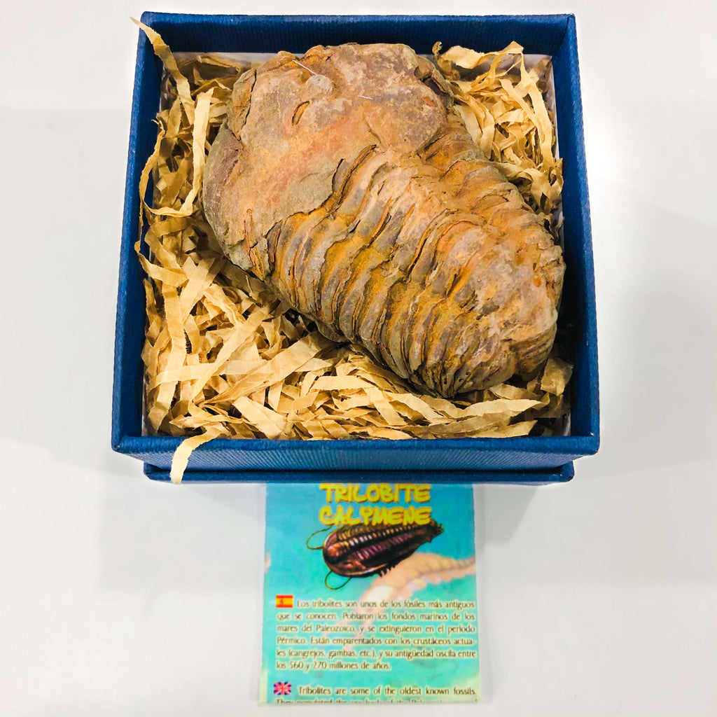 Fosil Trilobite en caja