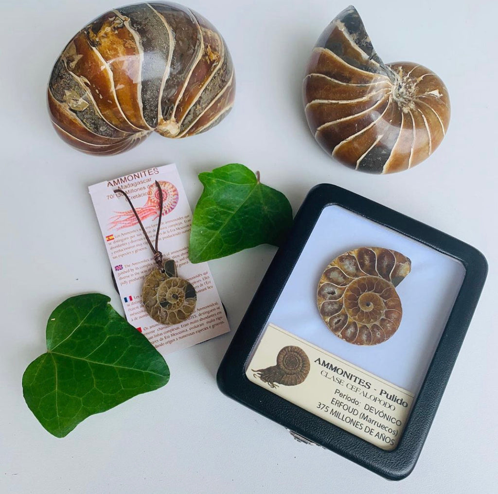 Colgante fósil Ammonites